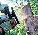 Best Tree Removal  in Whitwell, TN