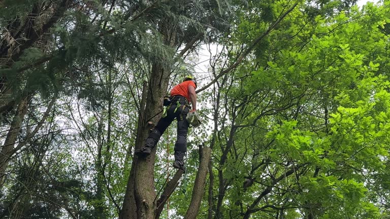 Best Tree Health Inspection  in Whitwell, TN