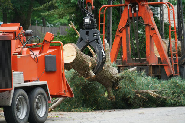 Best Commercial Tree Services  in Whitwell, TN