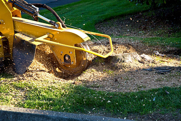 Best Aeration Services  in Whitwell, TN