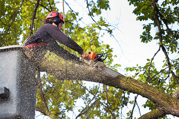 Best Lawn Pest Prevention  in Whitwell, TN