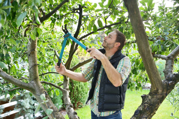 Best Tree and Shrub Care  in Whitwell, TN